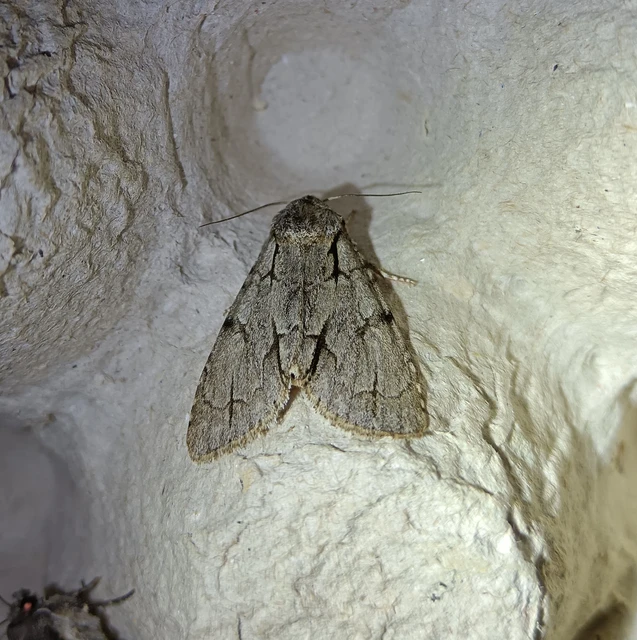 Acronicta cuspis/tridens/psi