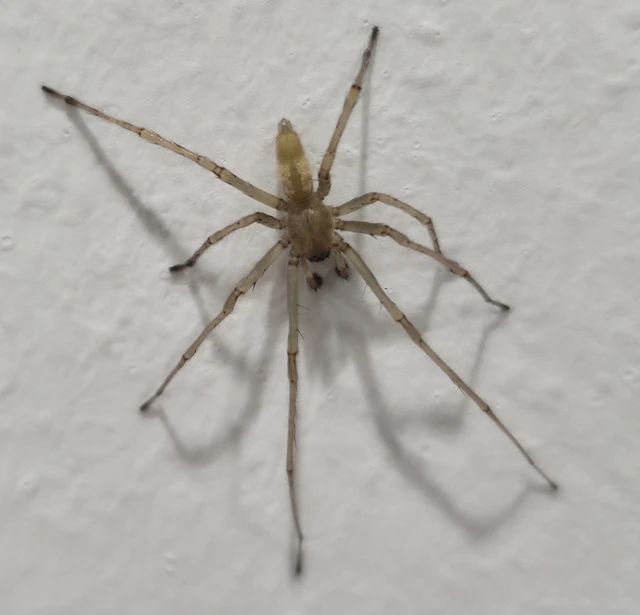 Cheiracanthium