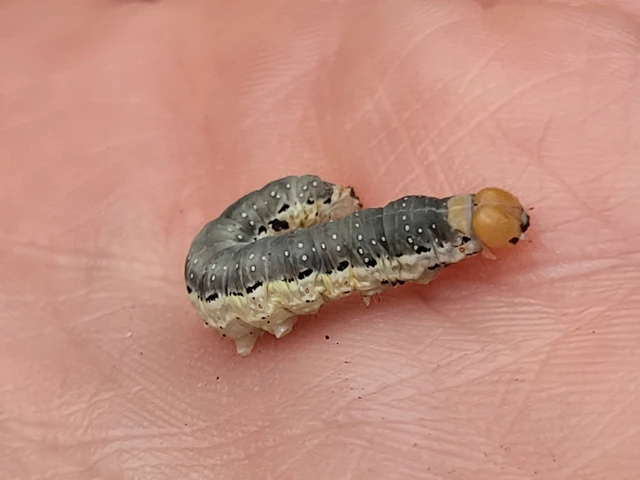 Asphalia ruficollis - vörösnyakú pihésszövő