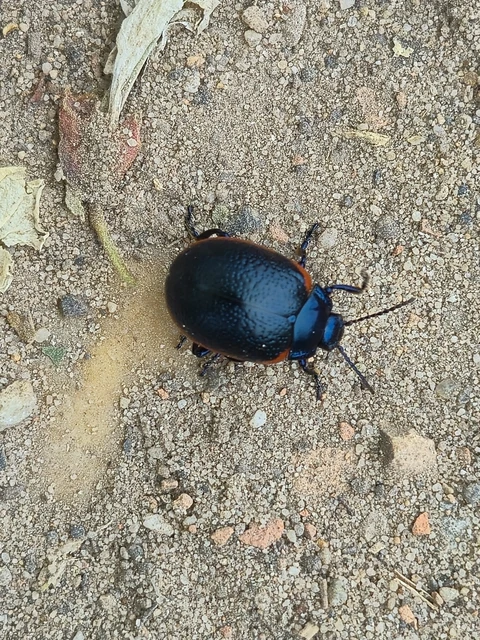 Chrysolina rossia - trapézhátú szegélyeslevelész