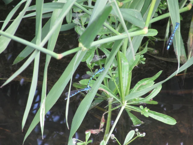 Coenagrion ornatum - díszes légivadász