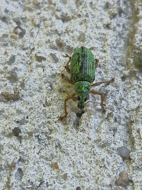 Polydrusus formosus - selymes lombormányos