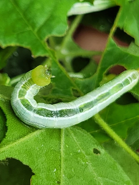 Ptilophora plumigera - tollas púposszövő
