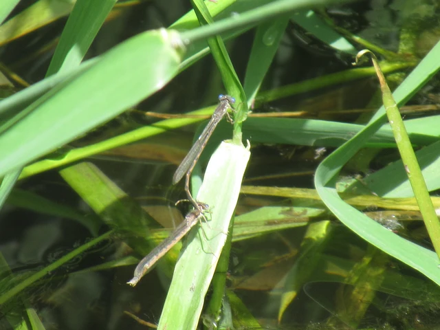 Sympecma fusca - téli rablószitakötő Sympecma fusca - téli rablószitakötő