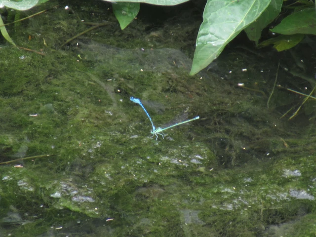 Coenagrion puella - azúrkék légivadász