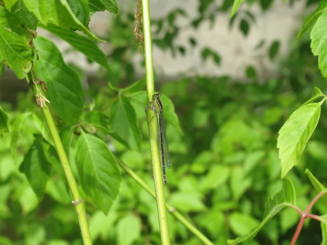 Ischnura elegans pontica - kéköves légivadász