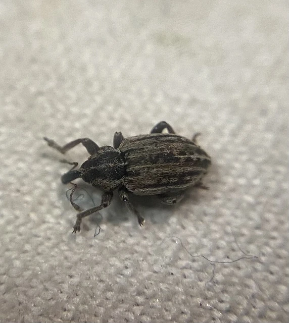 Hypera fornicata - domború pikkelyesormányos