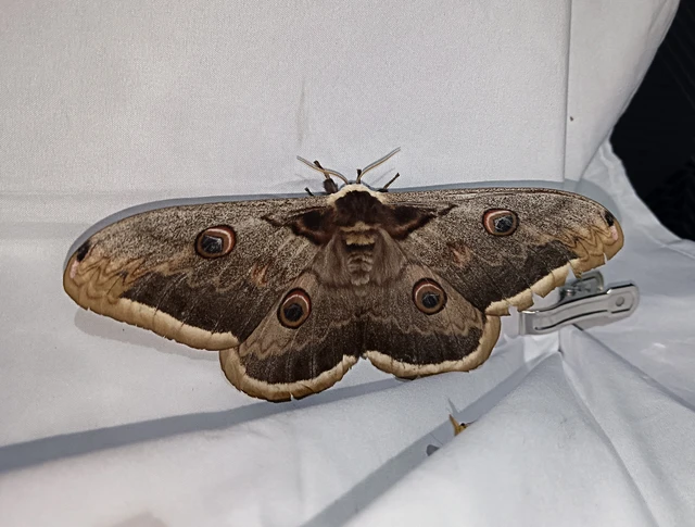 Saturnia pyri - nagy pávaszem