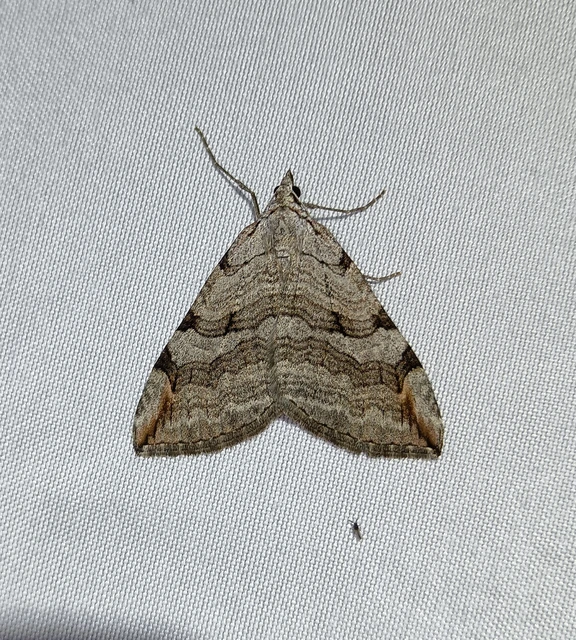 Aplocera plagiata - szürke csíkosaraszoló