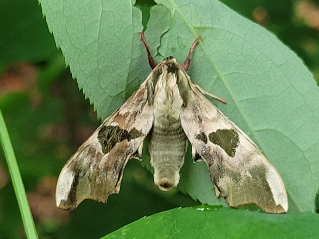 Mimas tiliae - hársfaszender