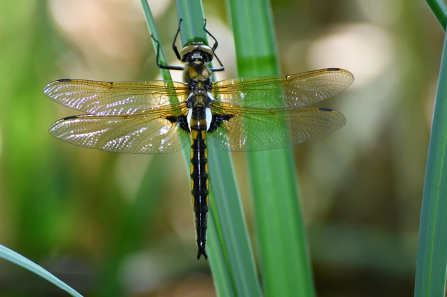Epitheca bimaculata - kétfoltos sárkányszitakötő