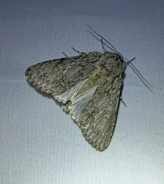 Acronicta aceris - vadgesztenye-szigonyosbagoly