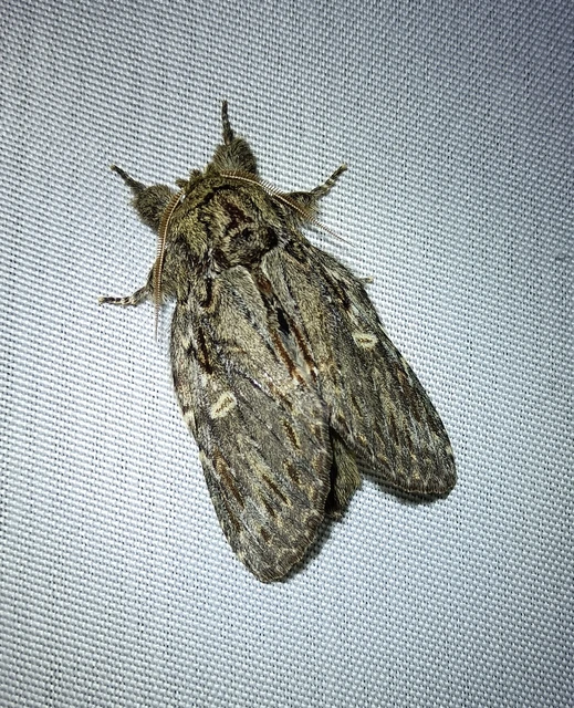 Peridea anceps - füstös púposszövő