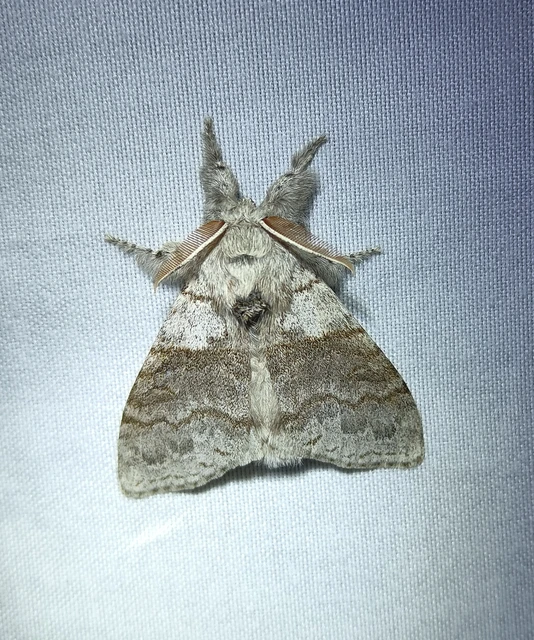 Calliteara pudibunda - hamvasszövő
