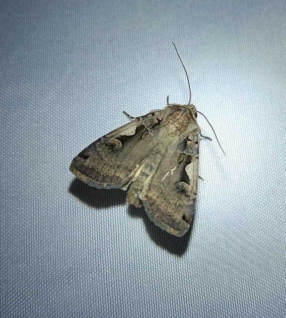 Xestia c-nigrum - c-betűs fűbagoly