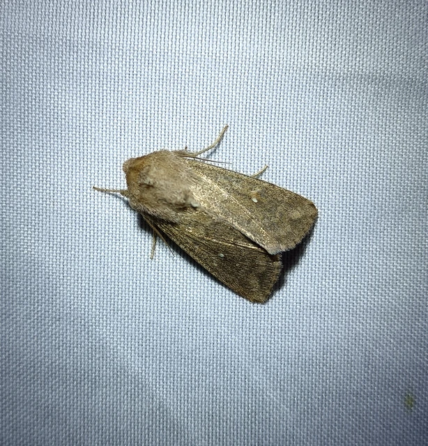 Mythimna albipuncta - fehérpettyes rétibagoly