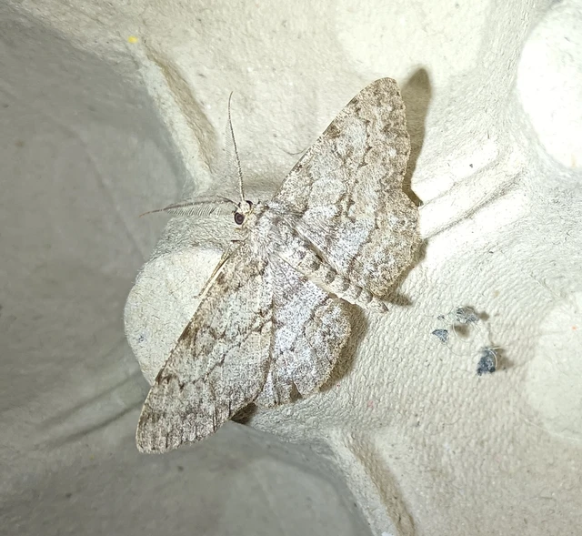 Hypomecis punctinalis - pettyes faaraszoló
