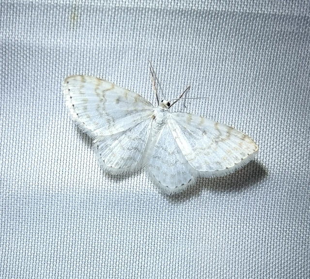 Asthena albulata - gyertyán-fehéraraszoló