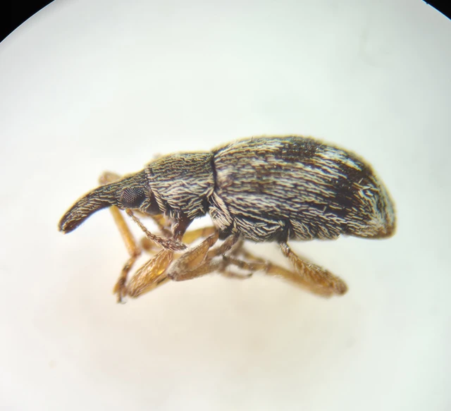 Taeniapion urticarium - csalán-cickányormányos