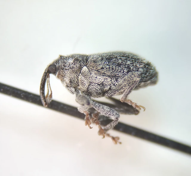 Ceutorhynchus pallidactylus - szőrös repce-ceutormányos