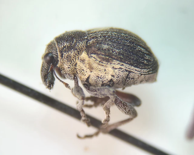 Rhinoncus leucostigma - vöröslábú sóskaormányos