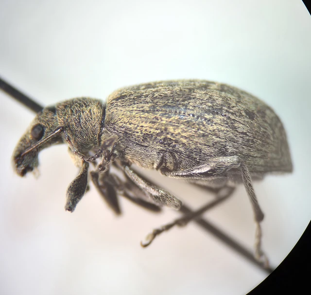 Polydrusus cervinus - aranyporos lombormányos