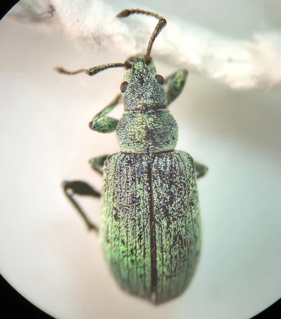 Phyllobius thalassinus - tömpeorrú levélormányos