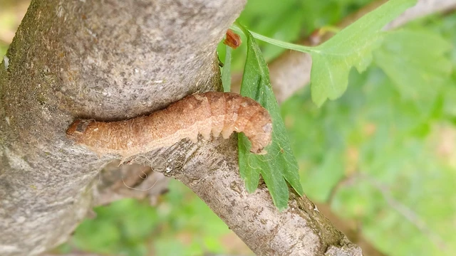 Conistra