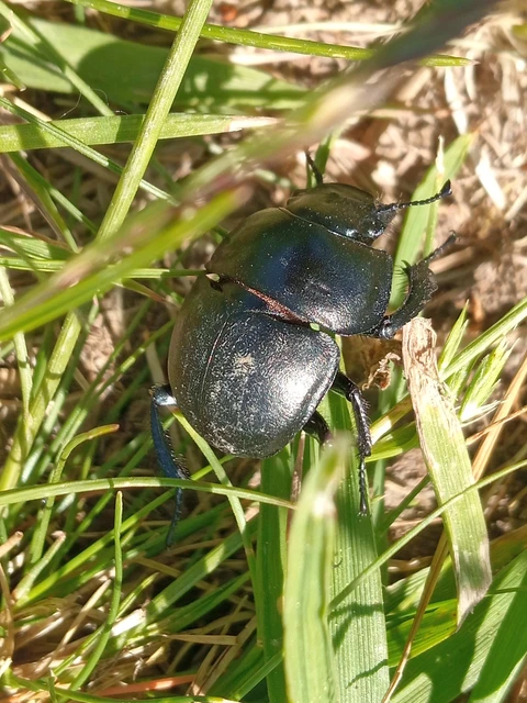 Lethrus apterus - nagyfejű csajkó