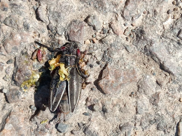 Dorcadion pedestre - kétsávos gyalogcincér Dorcadion pedestre - kétsávos gyalogcincér