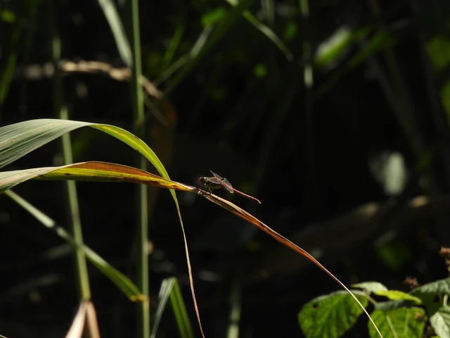 Sympetrum striolatum - harántsávos katona-szitakötő