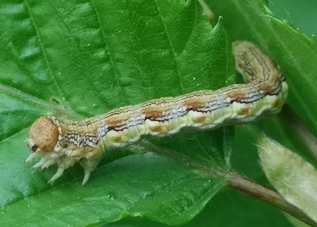 Erannis defoliaria - nagy téliaraszoló