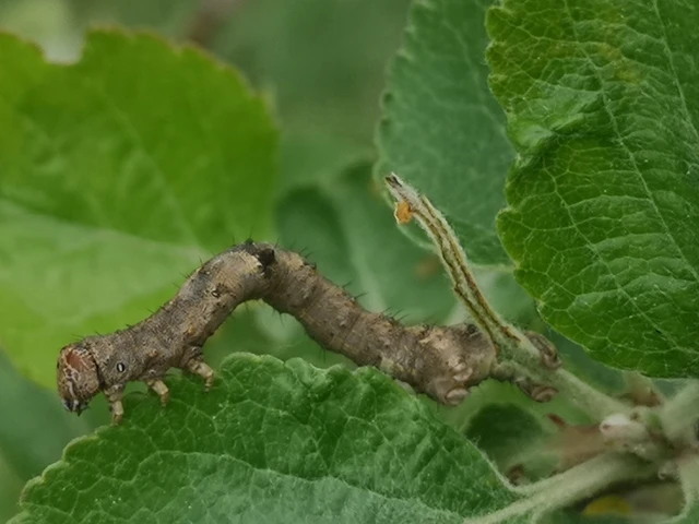 Apocheima pilosaria - zöldes tavasziaraszoló