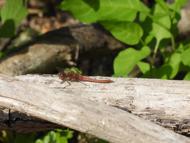 Sympetrum striolatum - harántsávos katona-szitakötő