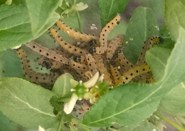 Yponomeuta evonymella - pókhálós májusfamoly
