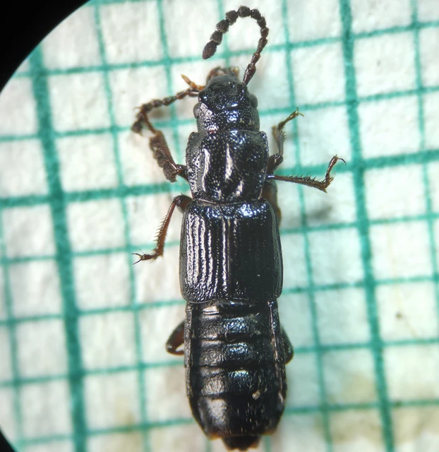 Coprophilus striatulus - közönséges peceholyva