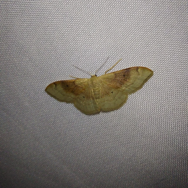Idaea degeneraria - barnasávos araszoló