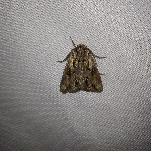 Chloantha hyperici - orbáncfű-sugarasbagoly
