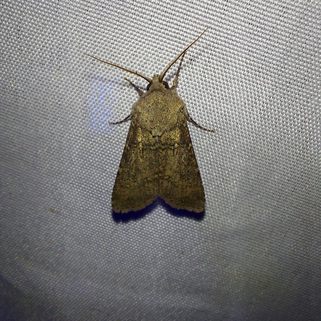 Agrotis segetum - vetési földibagoly