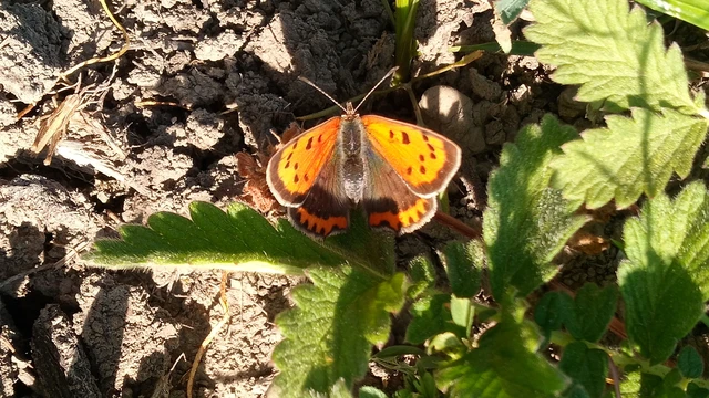 Lycaena phlaeas - közönséges tűzlepke Lycaena phlaeas - közönséges tűzlepke