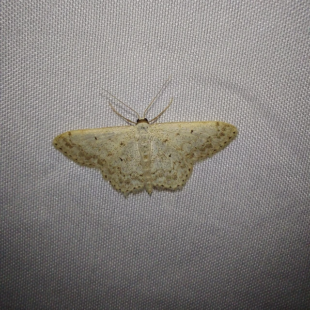 Scopula marginepunctata - pettyes sávosaraszoló