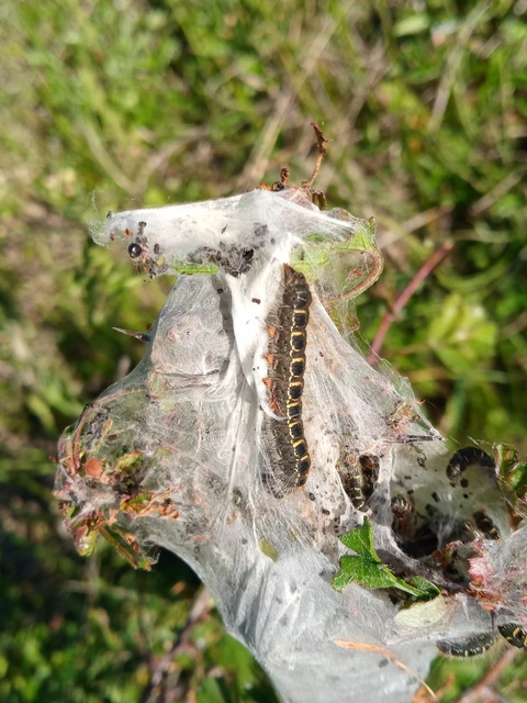 Eriogaster lanestris - tavaszi gyapjasszövő