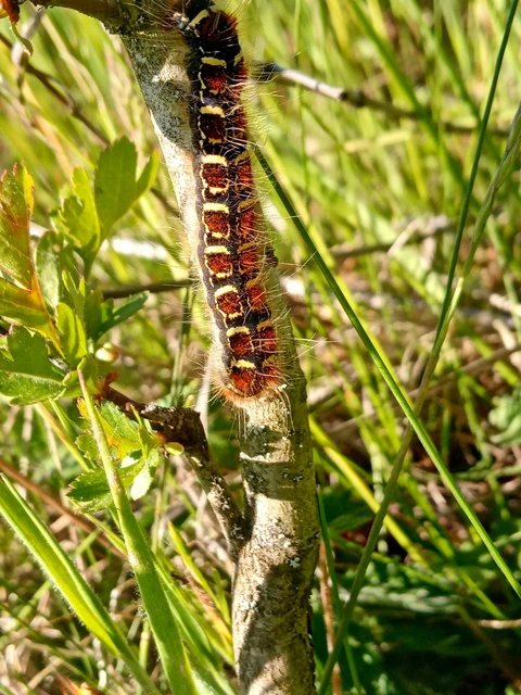 Eriogaster lanestris - tavaszi gyapjasszövő