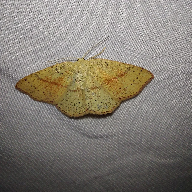 Cyclophora punctaria - sávos pettyesaraszoló