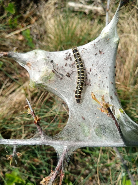 Eriogaster lanestris - tavaszi gyapjasszövő