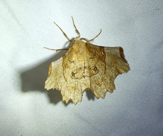 Selenia lunularia - egyfoltos holdasaraszoló
