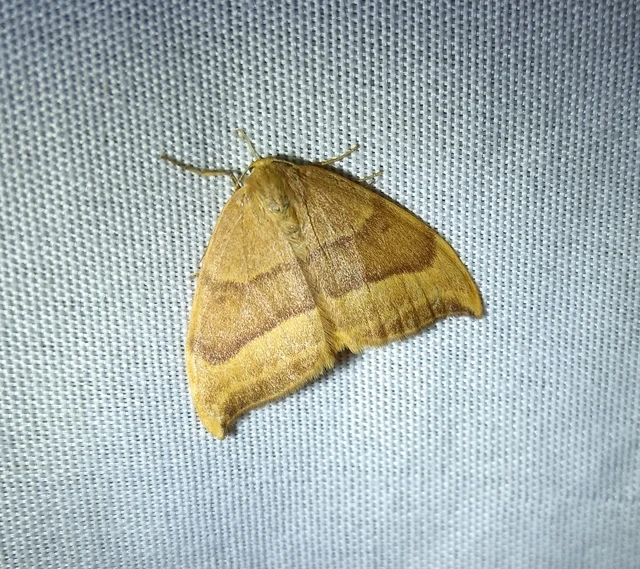 Watsonalla cultraria - bükkfa-sarlósszövő