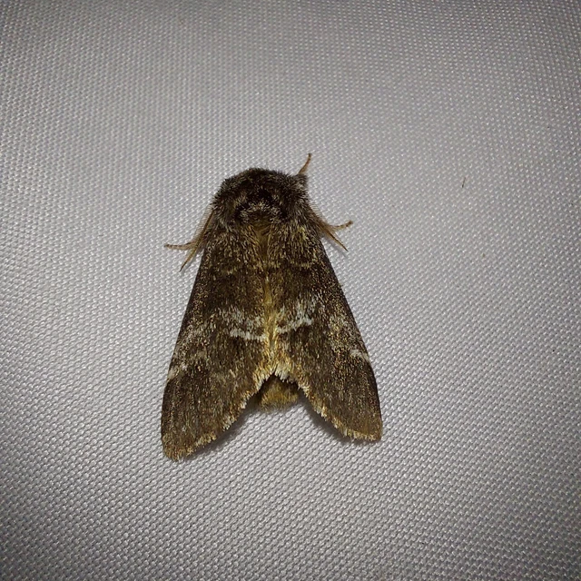 Drymonia dodonea - bélyeges púposszövő