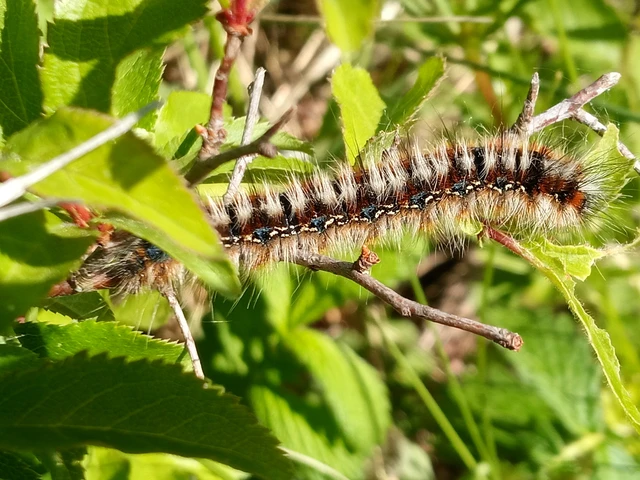 Eriogaster catax - sárga gyapjasszövő