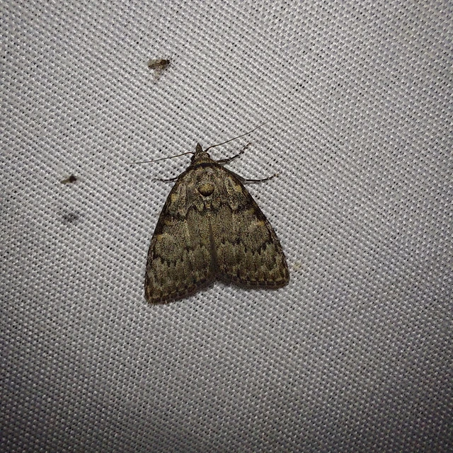 Meganola kolbi - szélesszárnyú pamacsosszövő